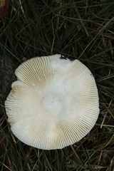 Russula virescens