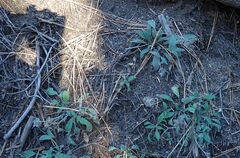 Phacelia mutabilis