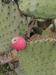Opuntia hyptiacantha