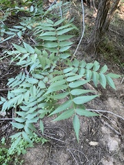 Juglans major