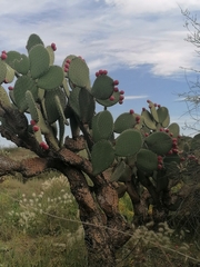 Opuntia hyptiacantha