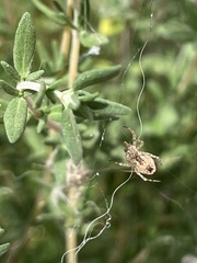 Uloborus diversus