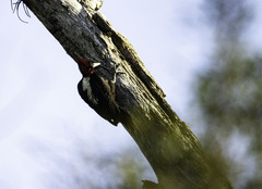 Campephilus leucopogon