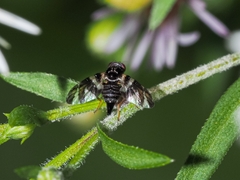 Procecidochares atra