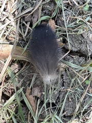 Cathartiformes
