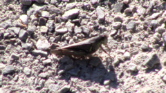 Melanoplus fasciatus