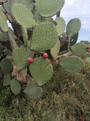 Opuntia hyptiacantha