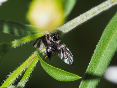 Procecidochares atra