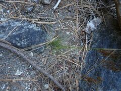 Deschampsia elongata