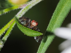 Procecidochares atra