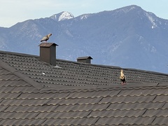 Theristicus melanopis