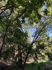 Juglans major