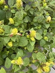 Bombus pensylvanicus