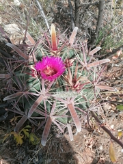 Ferocactus latispinus