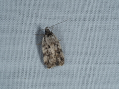 Barea zygophora