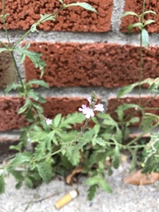 Verbena
