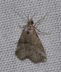 Zebeeba falsalis