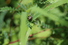 Leptinotarsa tlascalana