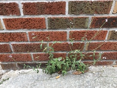Verbena