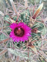 Ferocactus latispinus