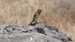 Trachyphonus erythrocephalus