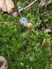 Cystoderma amianthinum