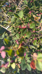 Loropetalum chinense