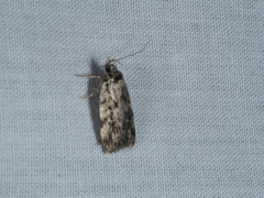 Barea zygophora