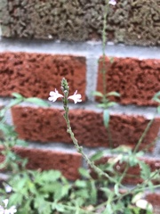 Verbena
