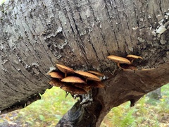 Pycnoporellus fulgens