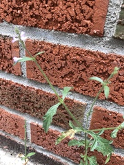 Verbena