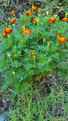 Tagetes
