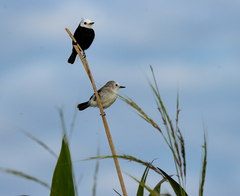 Arundinicola leucocephala