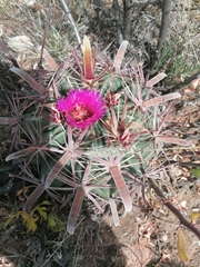 Ferocactus latispinus