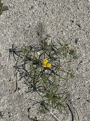 Pectis papposa papposa