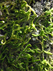 Porella platyphylla