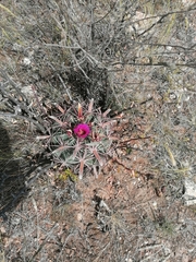 Ferocactus latispinus