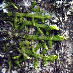 Porella platyphylla
