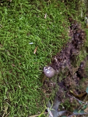 Simocybe centunculus