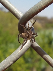 Asthenoctenus borellii