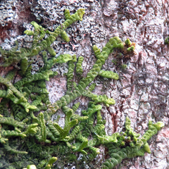 Porella platyphylla