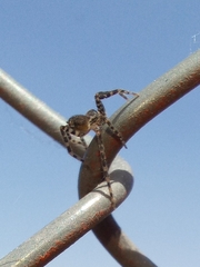 Asthenoctenus borellii