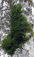 Porella platyphylla