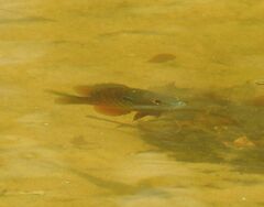 Lepomis aquilensis