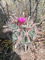 Ferocactus latispinus