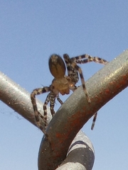 Asthenoctenus borellii