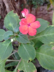 Impatiens walleriana