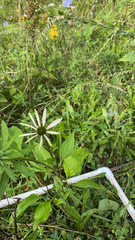 Echinacea