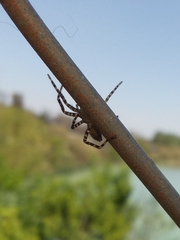 Asthenoctenus borellii