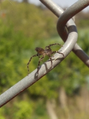 Asthenoctenus borellii